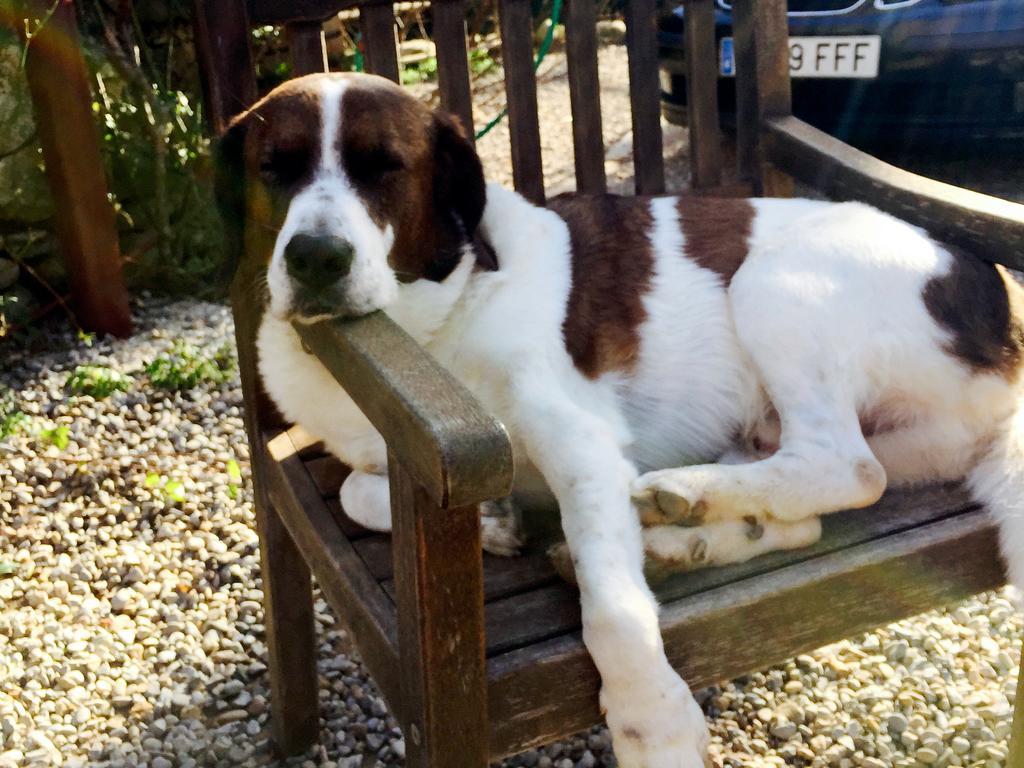 B&B Mas Torrencito Pet Friendly Parets de Ampurdá Exteriér fotografie